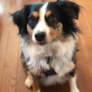 Meet your Posher, Abby